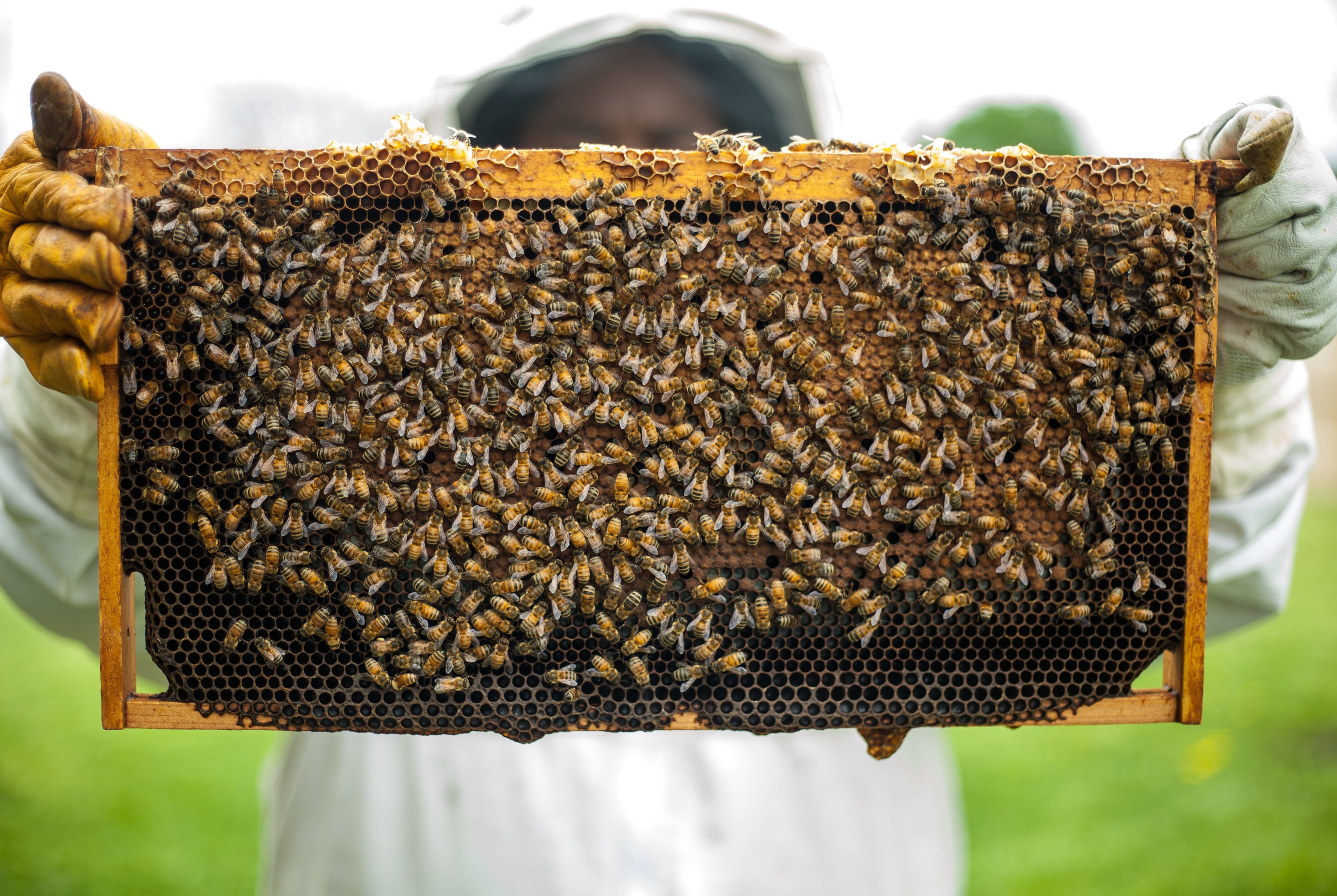 Sustainable Bees Wax supports the future of our agriculture